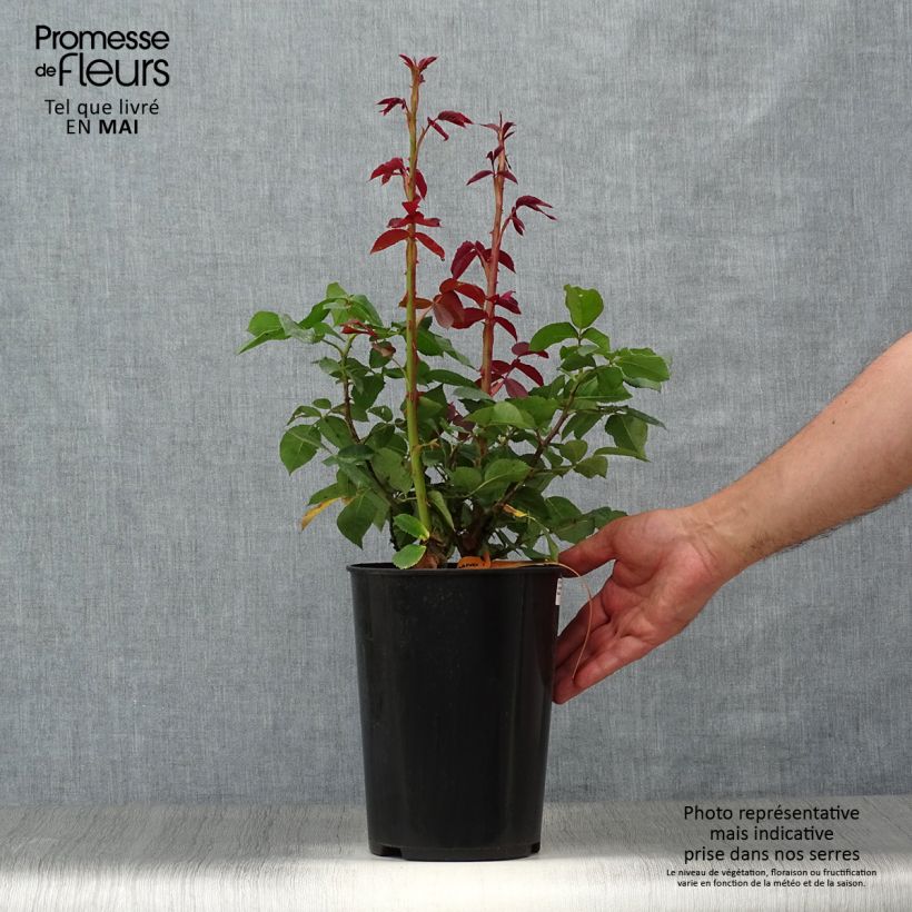 Exemplaar van Rosa Lolita Lempicka - Grootbloemige roos Pot van 4 l/5 l zoals geleverd in de lente