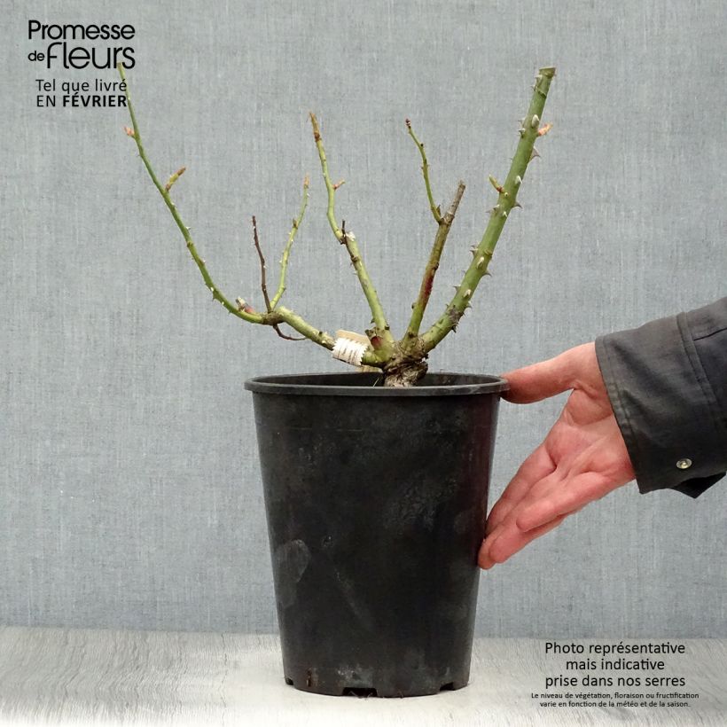 Example of Rosa Mamy Blue - Grootbloemige roos Pot van 4 l/5 l as you get in hiver