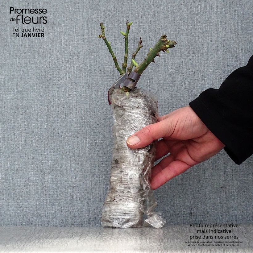 Example of Rosa Marc Chagall - Grootbloemige roos In kluit as you get in hiver