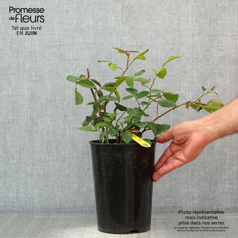 Example of Rosa Memoire - Grootbloemige roos Pot van 4 l/5 l as you get in printemps