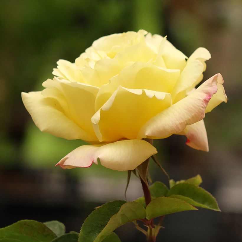 Rosa Peace - Grootbloemige roos (Bloei)