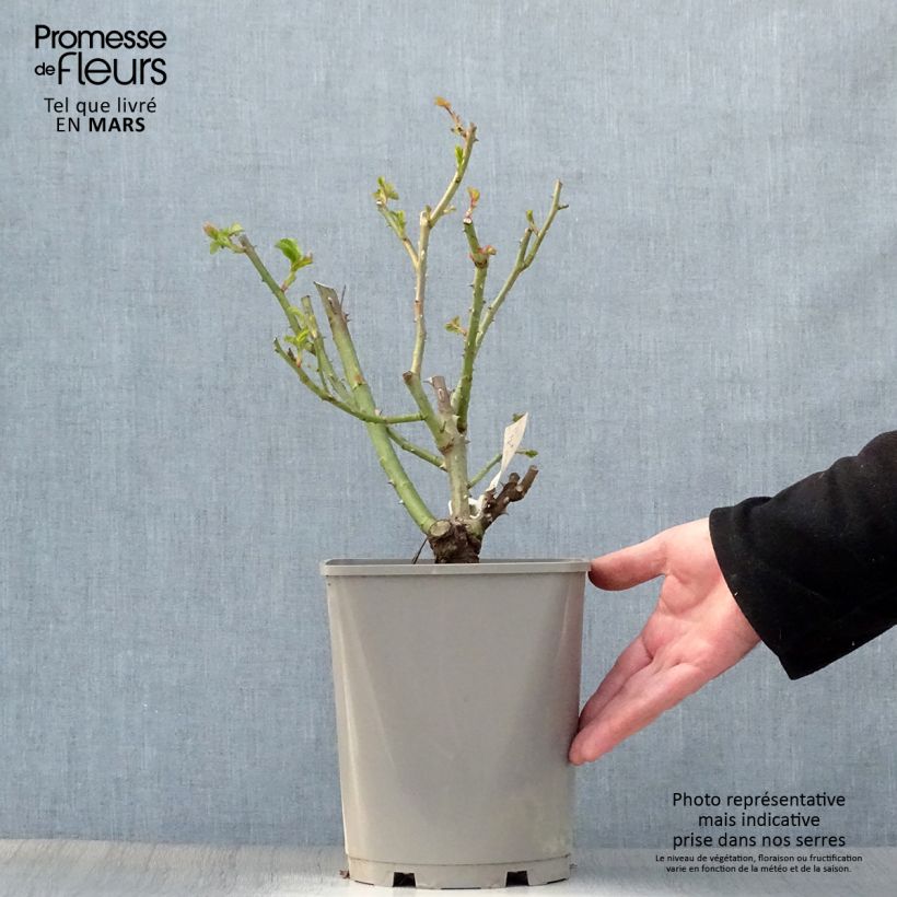 Exemplaar van Rosa New Imagine - Grootbloemige roos Pot van 4 l/5 l zoals geleverd in de lente