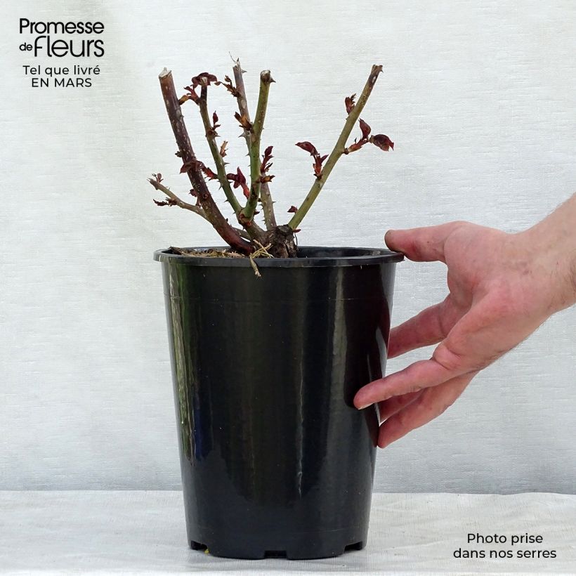 Exemplaar van Rosa Nostalgie - Grootbloemige roos Pot van 4 l/5 l zoals geleverd in de lente