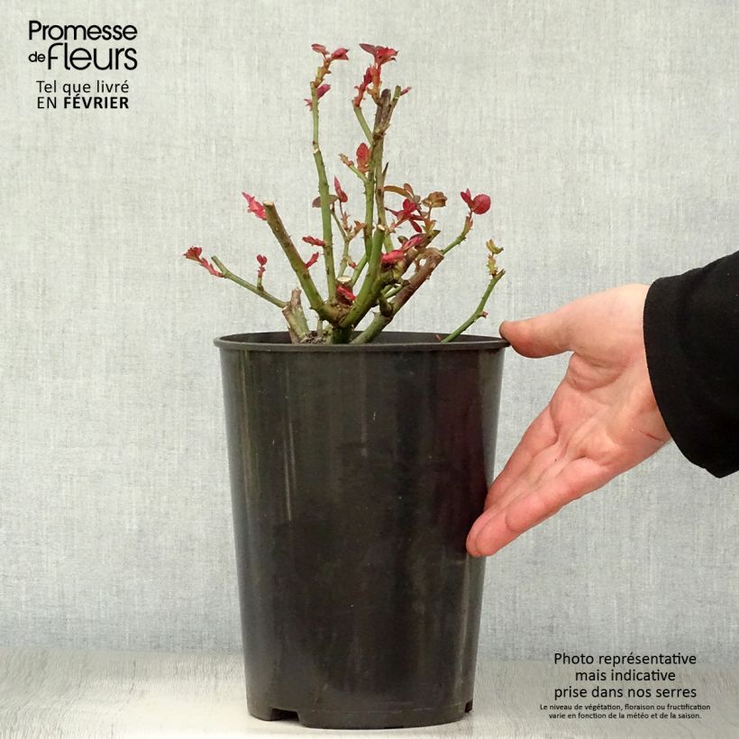 Example of Rosa Duftwolke - Grootbloemige roos Pot van 3 l/4 l as you get in hiver