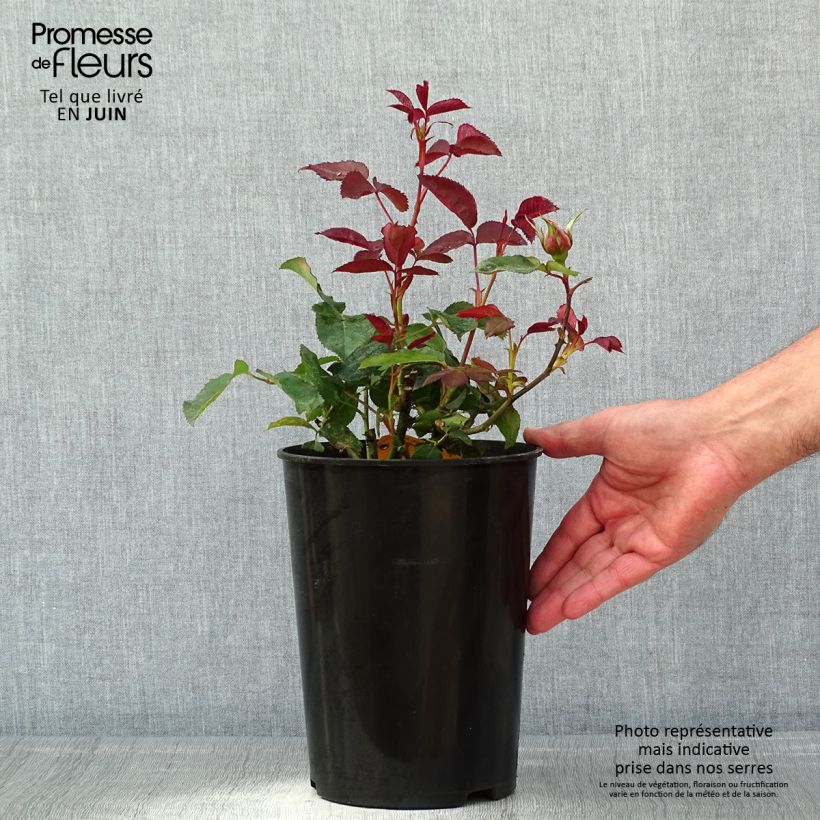 Exemplaar van Rosa Duftwolke - Grootbloemige roos Pot van 3 l/4 l zoals geleverd in de lente