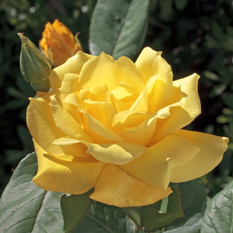 Rosa Pacific Sunset - Grootbloemige roos (Bloei)