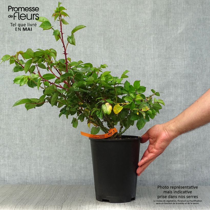 Exemplaar van Rosa Pacific Sunset - Grootbloemige roos Pot van 4 l/5 l zoals geleverd in de lente