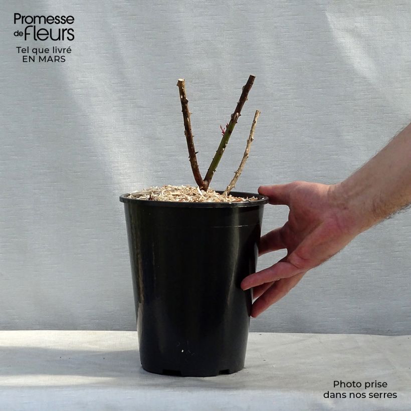 Example of Rosa Papa Meilland - Grootbloemige roos Pot van 4 l/5 l as you get in hiver