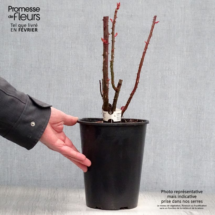 Example of Rosier à grandes fleurs Parfum Royal Pot van 4 l/5 l as you get in hiver