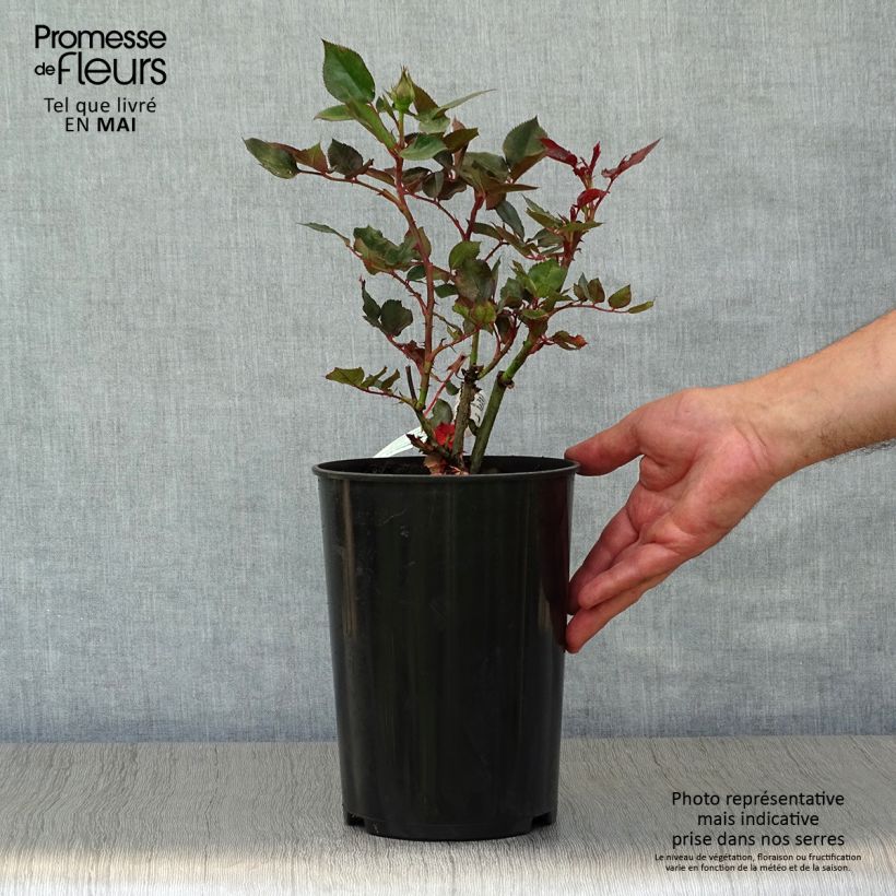 Exemplaar van Rosa Parfum de Grasse - Grootbloemige roos Pot van 4 l/5 l zoals geleverd in de lente