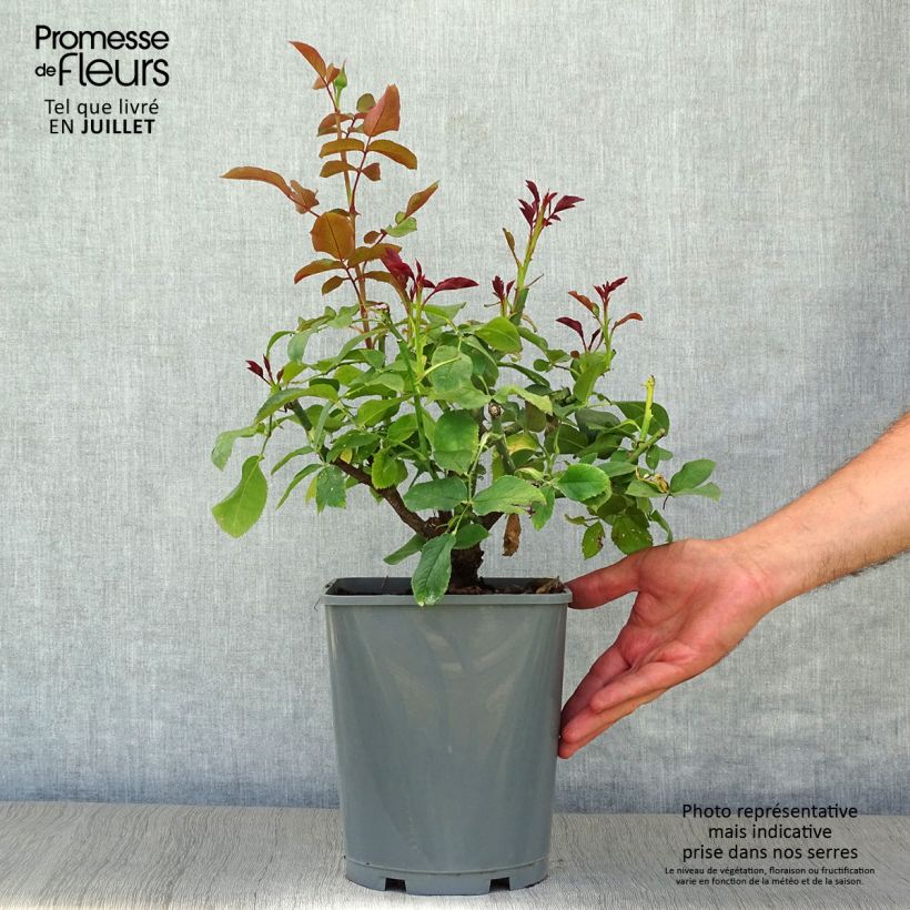 Exemplaar van Rosa Paris d'Yves St. Laurent - Grootbloemige roos Pot van 4 l/5 l zoals geleverd in de zomer