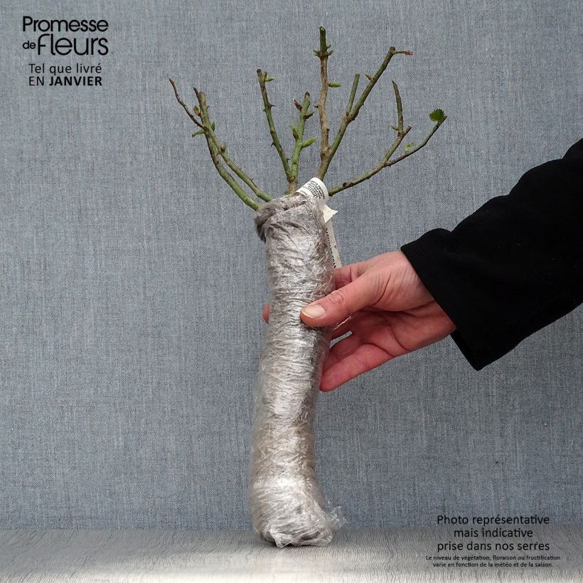 Example of Rosier à grandes fleurs Poseidon In kluit as you get in hiver