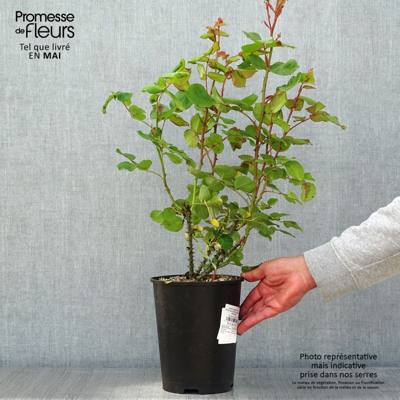 Example of Rosa Princesse Charlene de Monaco - Grootbloemige roos Pot van 4 l/5 l as you get in printemps