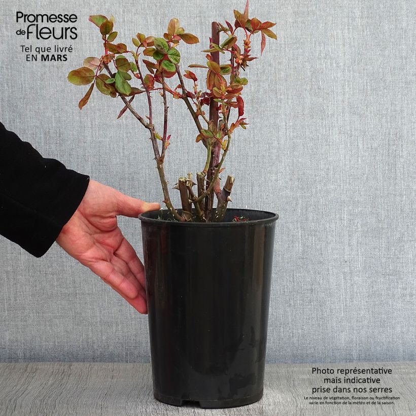 Example of Rosa Queen Elizabeth - Grootbloemige roos Pot van 4 l/5 l as you get in hiver