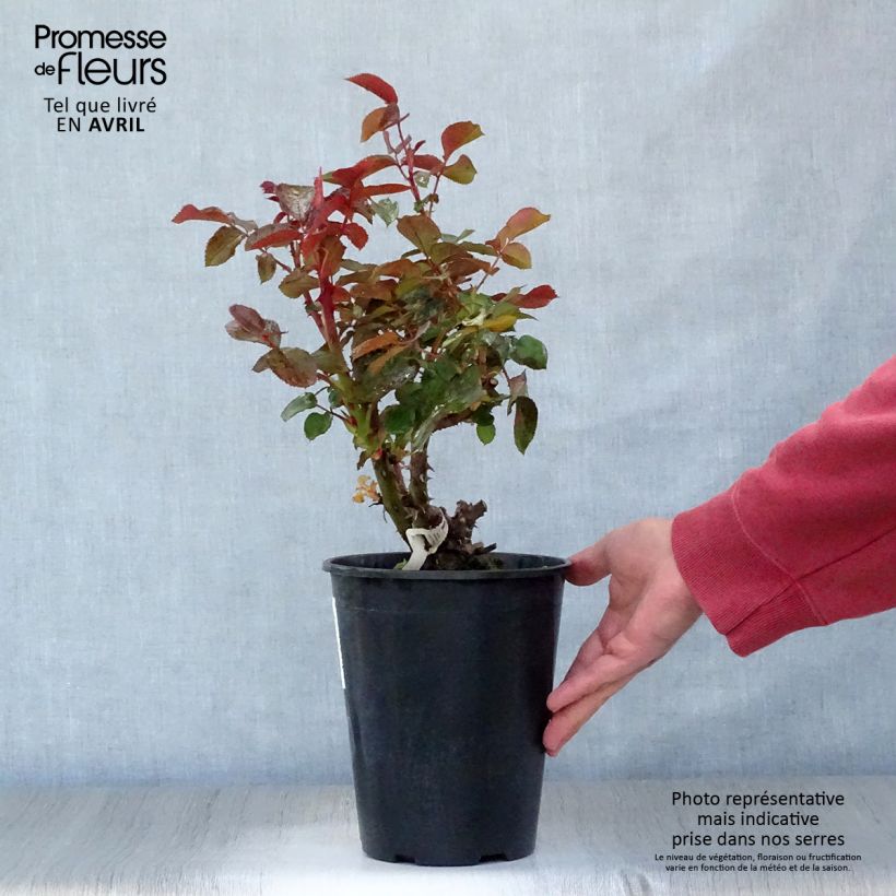 Exemplaar van Rosa Rose Clos Vougeot - Grootbloemige roos Pot van 4 l/5 l zoals geleverd in de lente