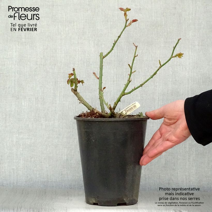 Example of Rosier à grandes fleurs Rose Lalande de Pomerol Pot van 3 l/4 l as you get in hiver
