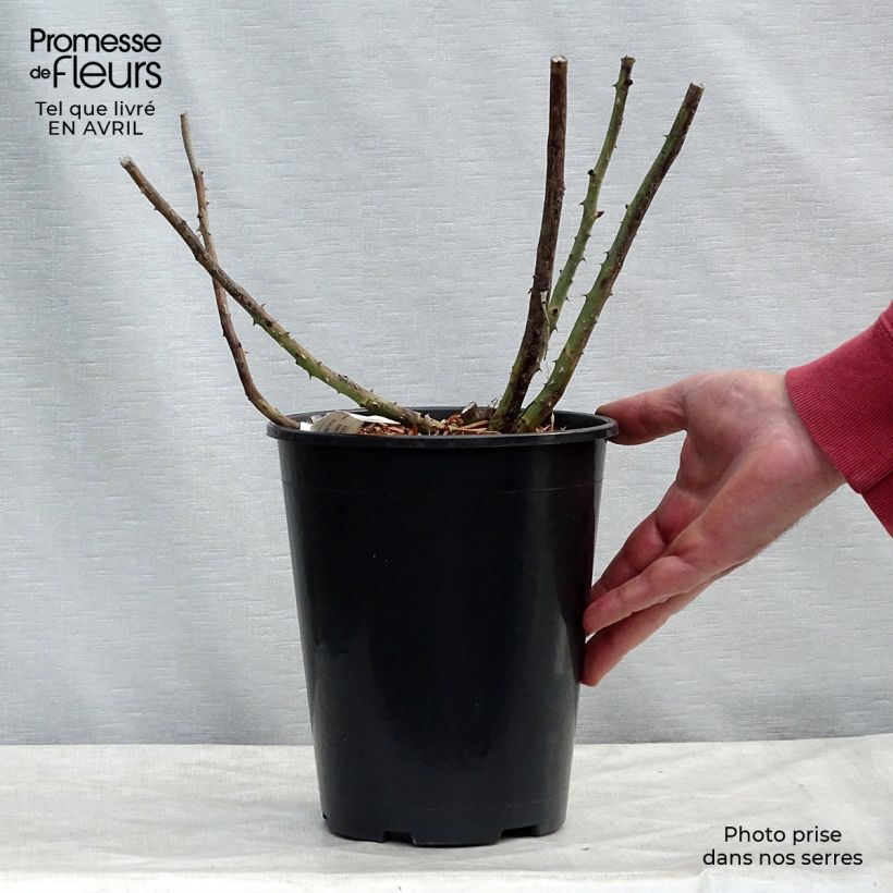 Exemplaar van Rosa Rose Lalande de Pomerol - Grootbloemige roos Pot van 3 l/4 l zoals geleverd in de lente