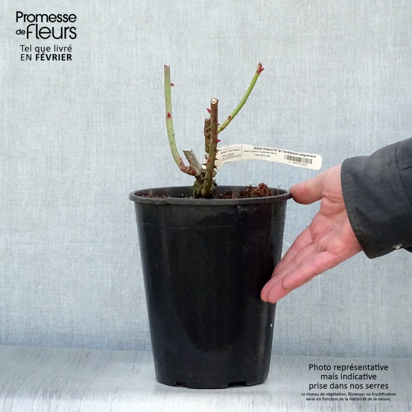 Example of Rosier à grandes fleurs Rose Synactif by Shiseido Pot van 4 l/5 l as you get in hiver