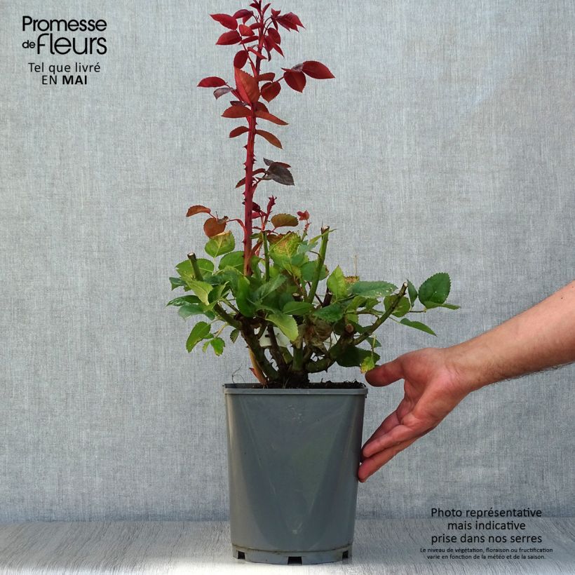 Example of Rosier à grandes fleurs Rouge Adam Pot van 4 l/5 l as you get in printemps