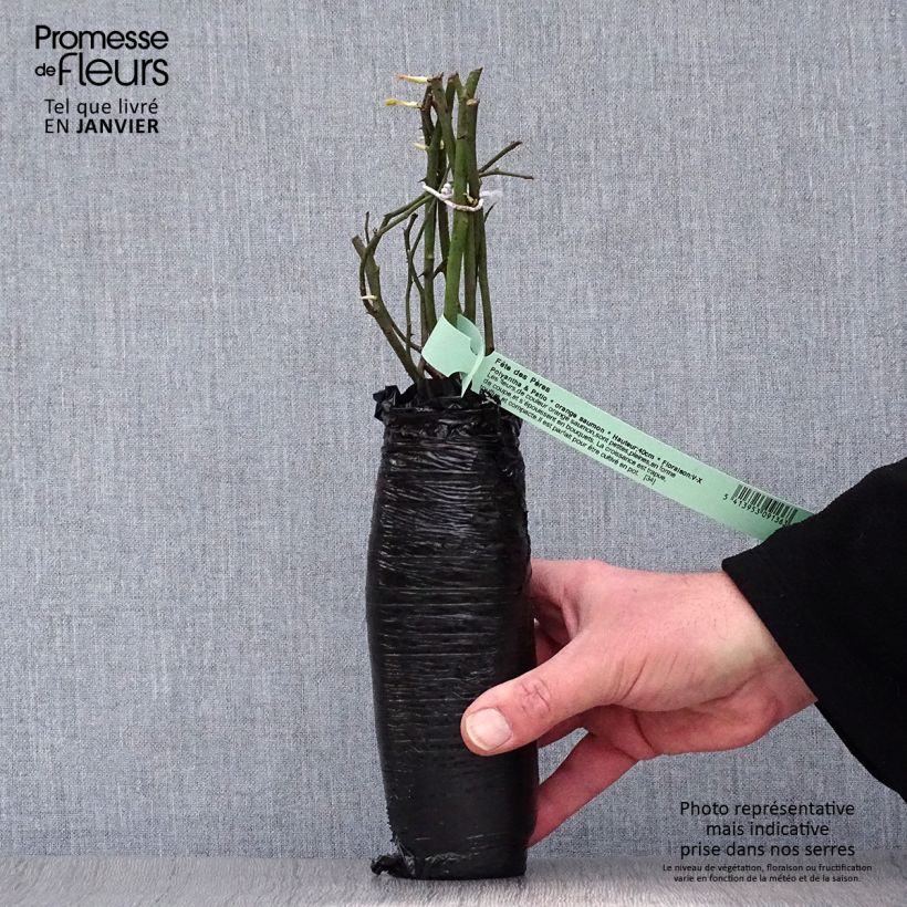 Example of Rosier à grandes fleurs Sunny Sky In kluit as you get in hiver