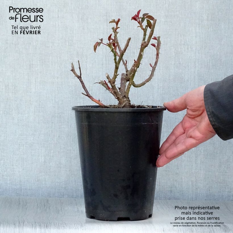 Example of Rosier à grandes fleurs Sunny Sky Pot van 4 l/5 l as you get in hiver