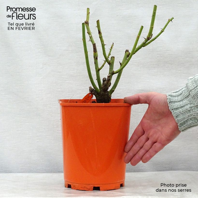Example of Rosier à grandes fleurs Sweet Eureka Pot van 4 l/5 l as you get in hiver