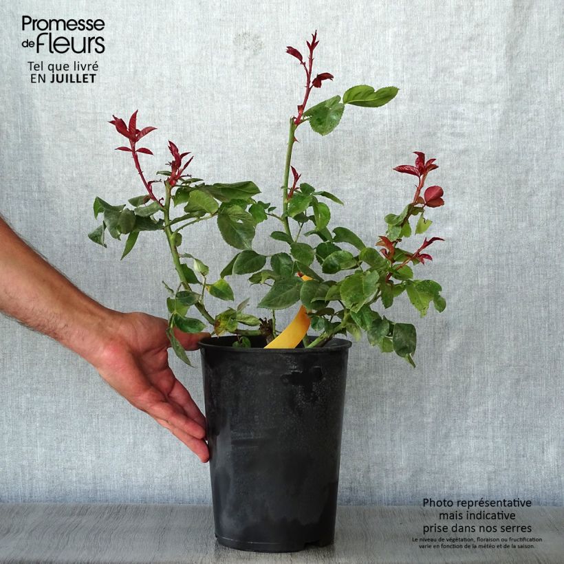 Exemplaar van Rosa Terracotta - Grootbloemige roos Pot van 4 l/5 l zoals geleverd in de zomer