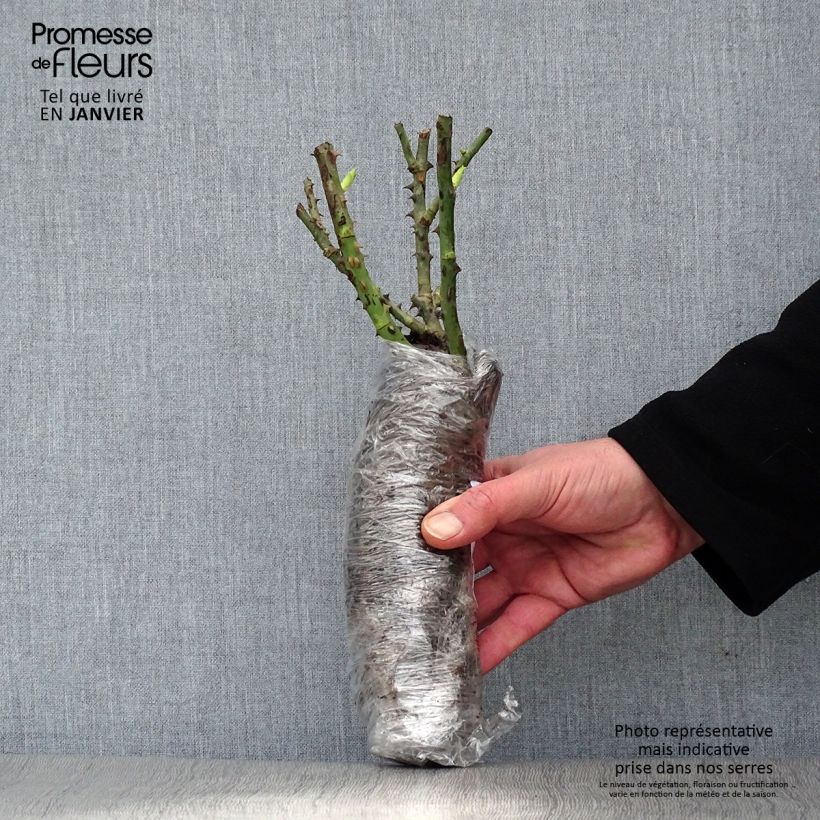 Exemplaar van Rosa Traviata - Grootbloemige roos In kluit zoals geleverd in de winter