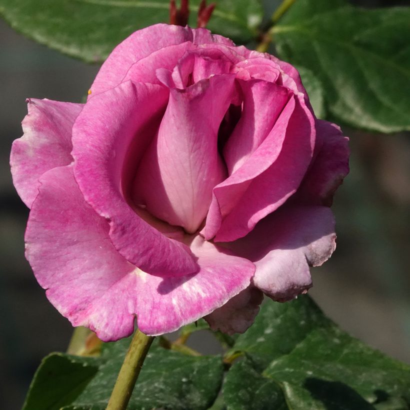 Rosa Violette Parfumée - Grootbloemige roos (Bloei)