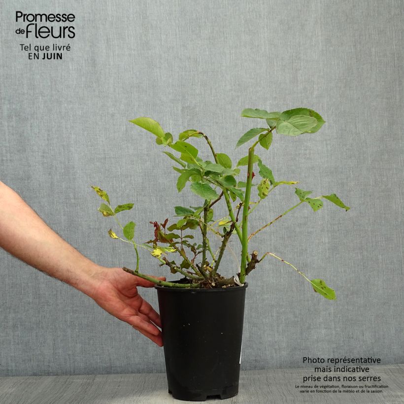 Exemplaar van Rosa Violette Parfumée - Grootbloemige roos Pot van 4 l/5 l zoals geleverd in de lente