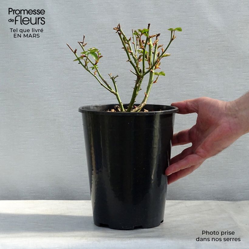 Exemplaar van Rosa Virgo - Grootbloemige roos Pot van 4 l/5 l zoals geleverd in de winter
