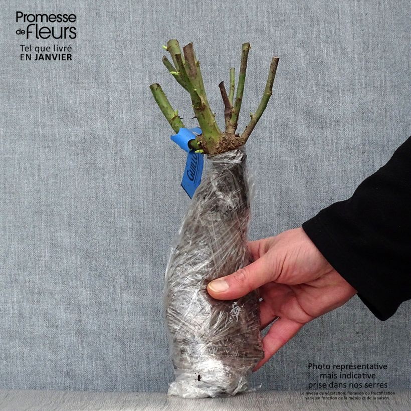 Example of Rosa Yves Piaget - Grootbloemige roos In kluit as you get in hiver