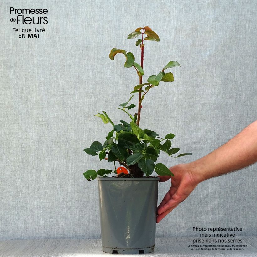 Example of Rosa Yves Piaget - Grootbloemige roos Pot van 4 l/5 l as you get in printemps