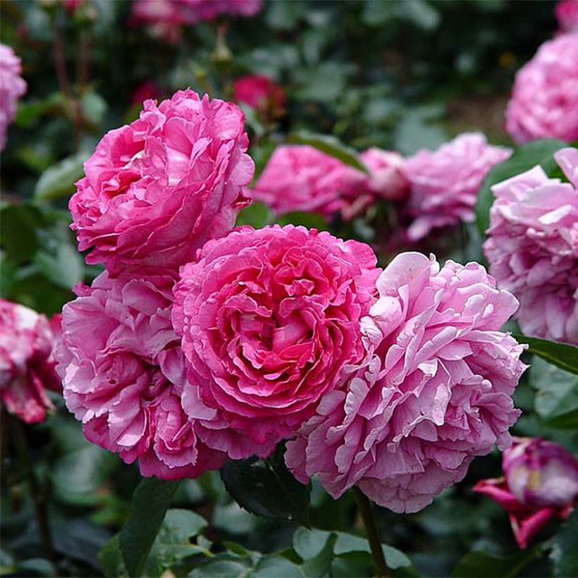 Rosa Yves Piaget - Grootbloemige roos (Flowering)