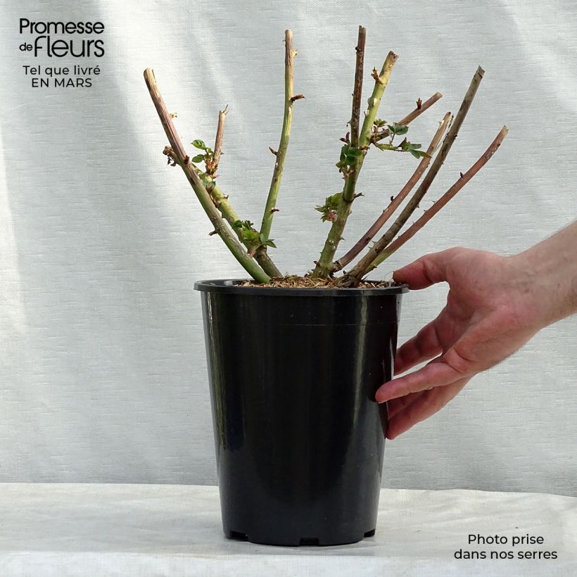 Exemplaar van Rosa Eveline Wild - Struikroos Pot van 4 l/5 l zoals geleverd in de lente