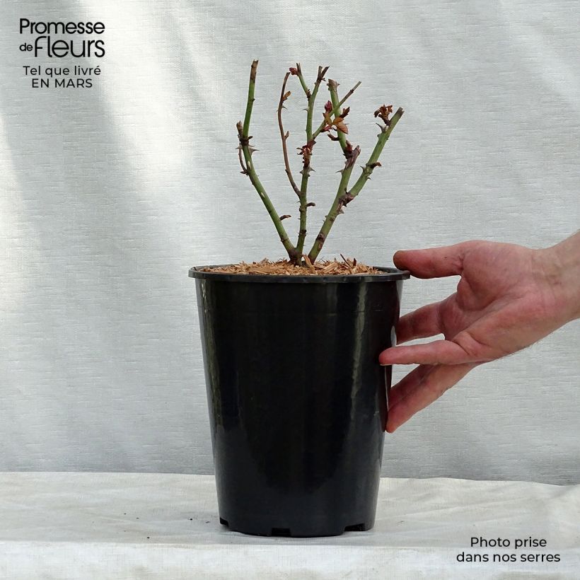 Example of Rosier à massif Nadia Zerouali Pot van 4 l/5 l as you get in hiver