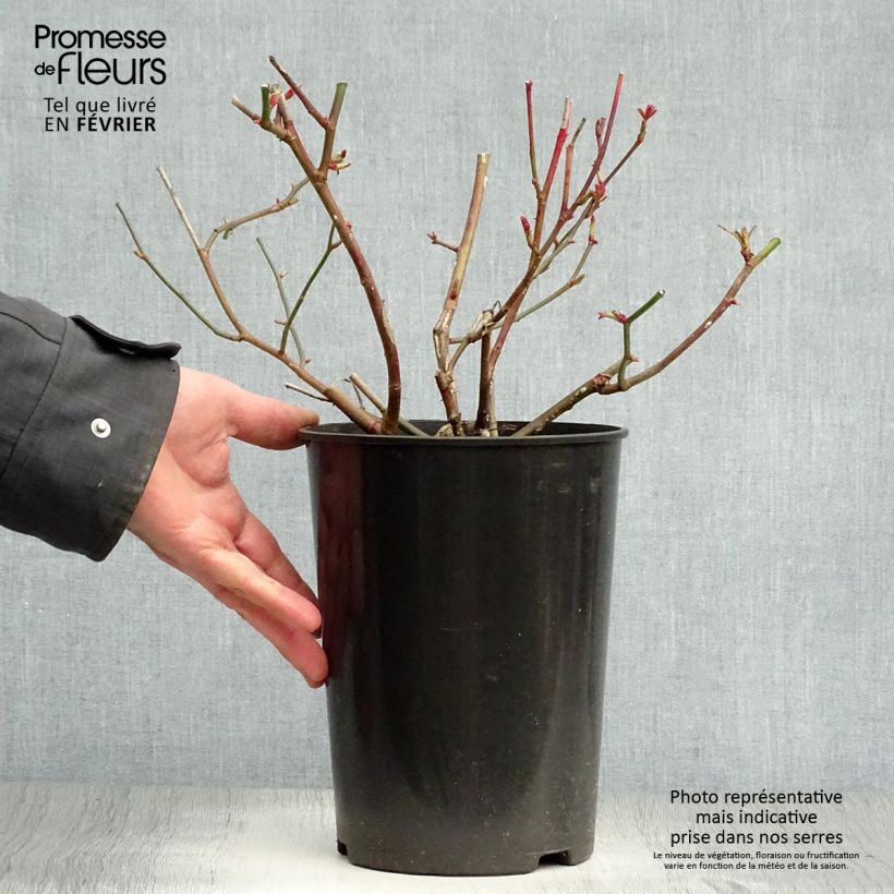 Example of Rosier à massif Pear Pot van 4 l/5 l as you get in hiver