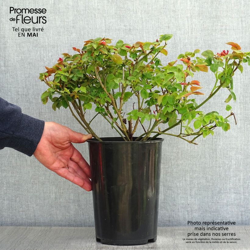 Exemplaar van Rosa Pear - Struikroos Pot van 4 l/5 l zoals geleverd in de lente