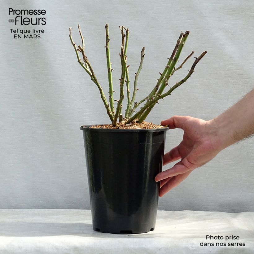 Example of Rosa Renée van Wegberg - Struikroos Pot van 4 l/5 l as you get in hiver