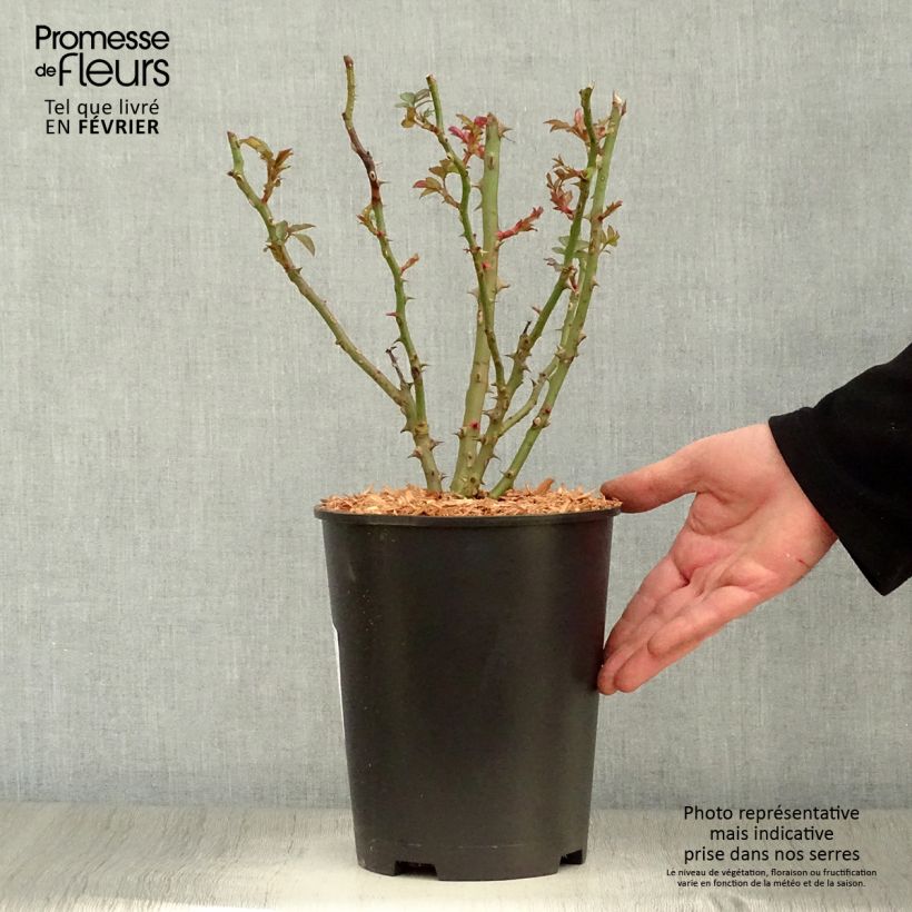 Example of Rosa Sweet Honey - struikroos Pot van 4 l/5 l as you get in hiver