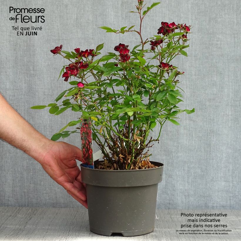 Exemplaar van Rosa Everglow Ruby - Trosroos Pot van 4 l/5 l zoals geleverd in de lente