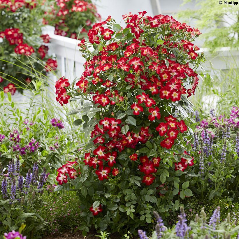 Rosa Everglow Ruby - Trosroos (Groeiplaats)