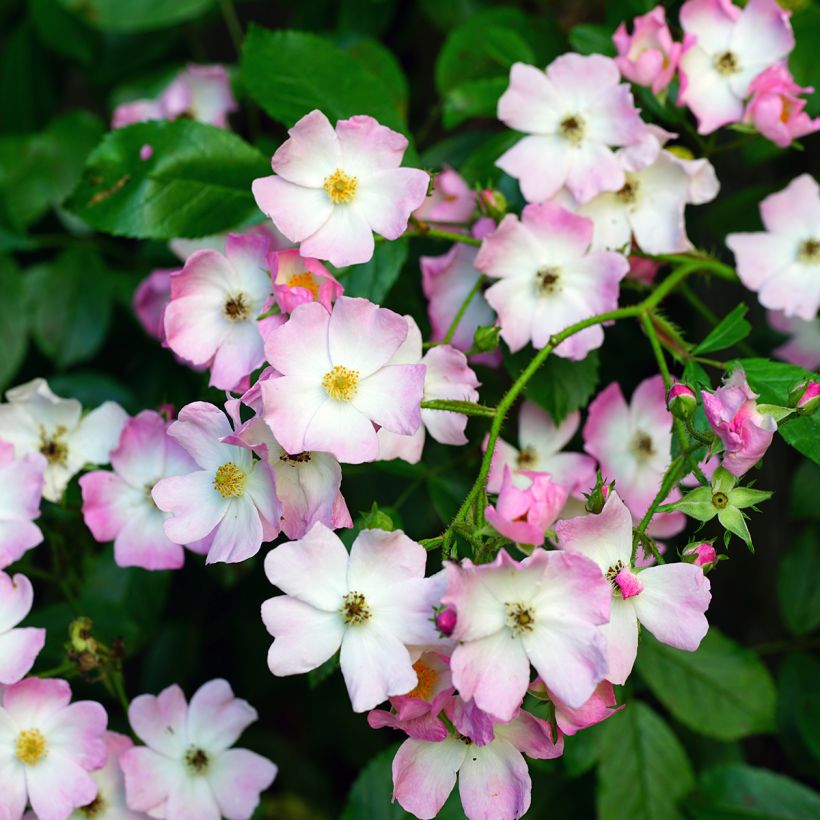 Rosa Ballerina - Muskusroos (Flowering)