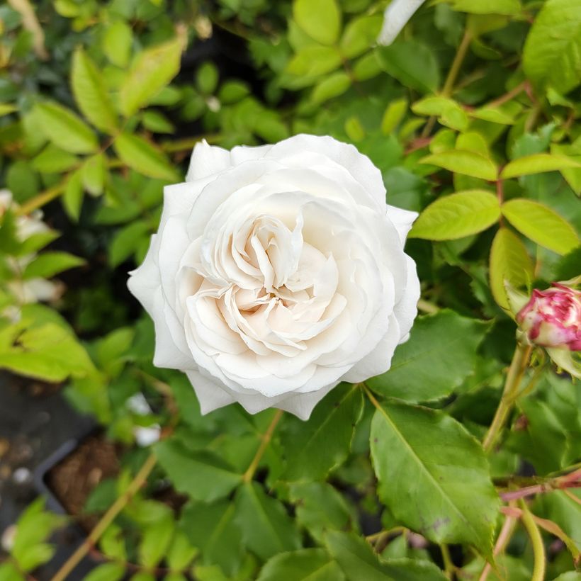 Rosa Boule de Neige - Historische roos (Flowering)