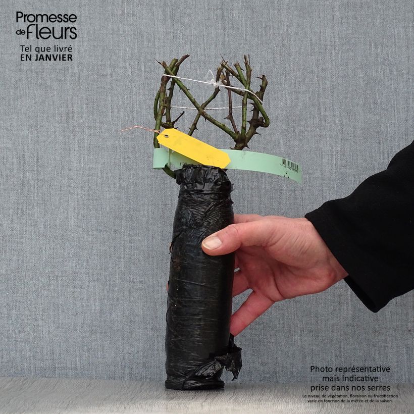 Example of Rosier ancien Boule de Neige In kluit as you get in hiver