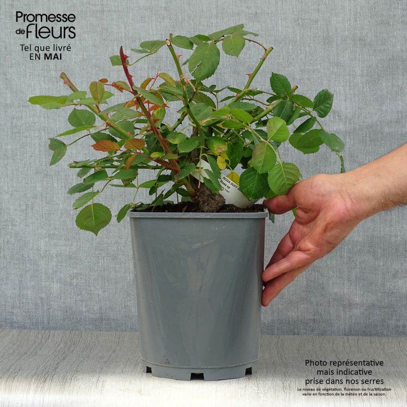 Exemplaar van Rosa Buff Beauty - Muskusroos Pot van 4 l/5 l zoals geleverd in de lente