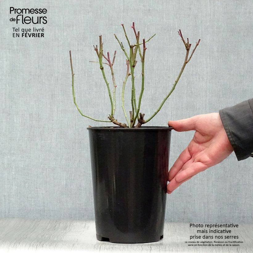 Example of Rosa Cardinal de Richelieu - Historische roos Pot van 4 l/5 l as you get in hiver