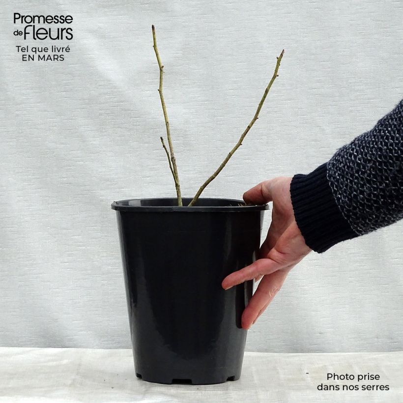 Exemplaar van Rosa centifolia Cristata - Historische roos Pot van 4 l/5 l zoals geleverd in de lente