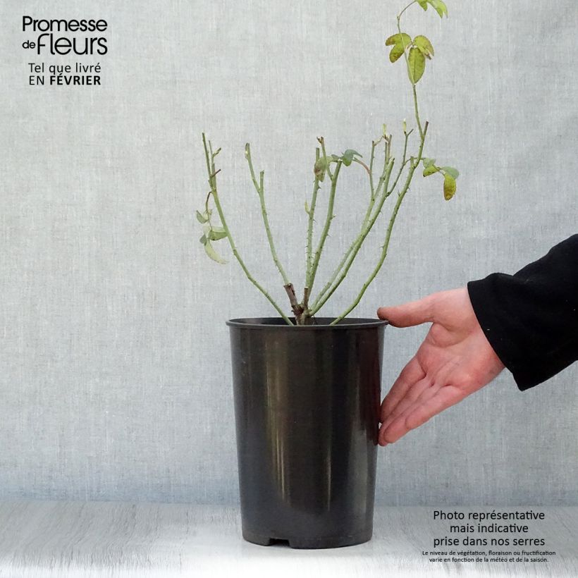 Example of Rosa Charles de Mills - Historische roos Pot van 4 l/5 l as you get in hiver