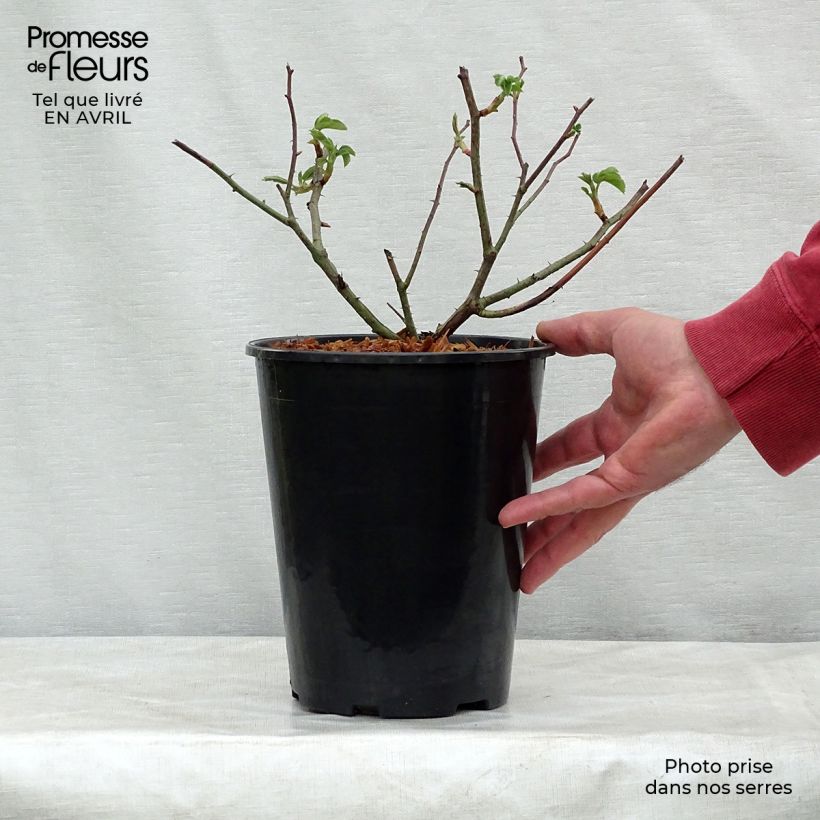 Exemplaar van Rosa Complicata - Historische roos Pot van 4 l/5 l zoals geleverd in de lente